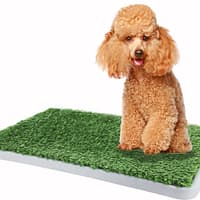 Pawise Green Trainer Replacement Grass Mat