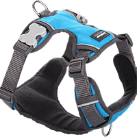Red Dingo Padded Harness - Turquoise