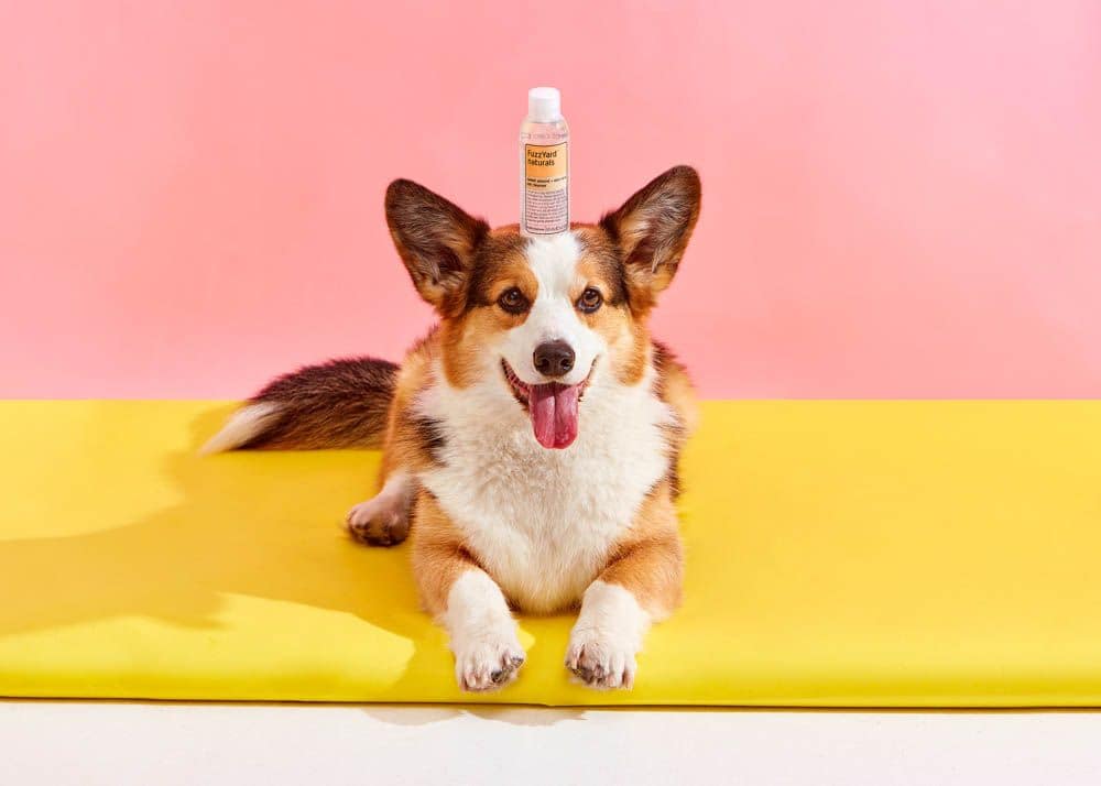 FuzzYard Waterless Dog Shampoo - Aloe Vera + Tangerine - 250ml