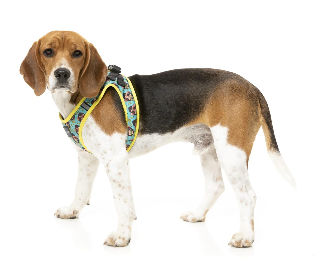 FuzzYard Step-in Dog Harness - Gor-illz