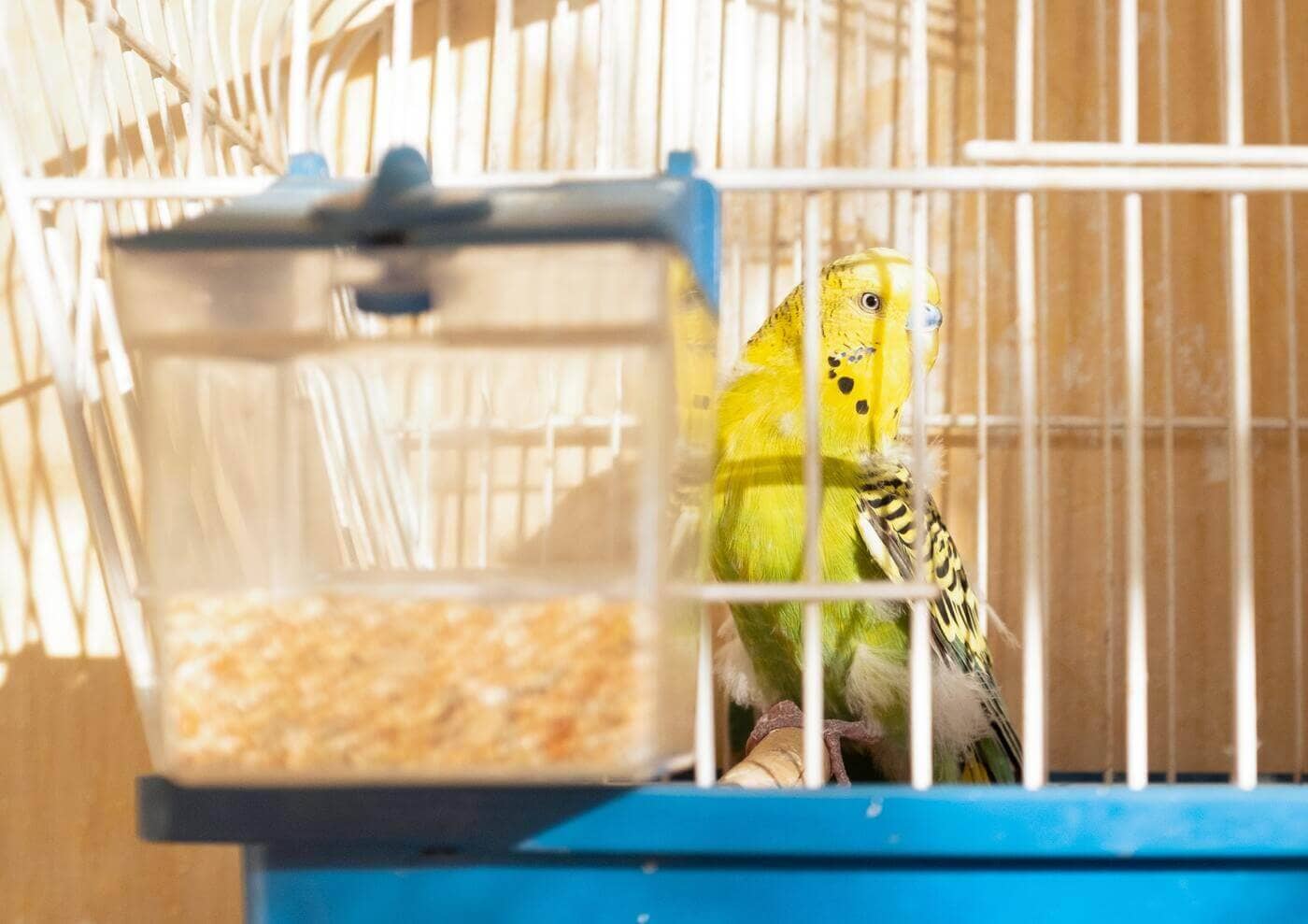 Pet Bird Needs