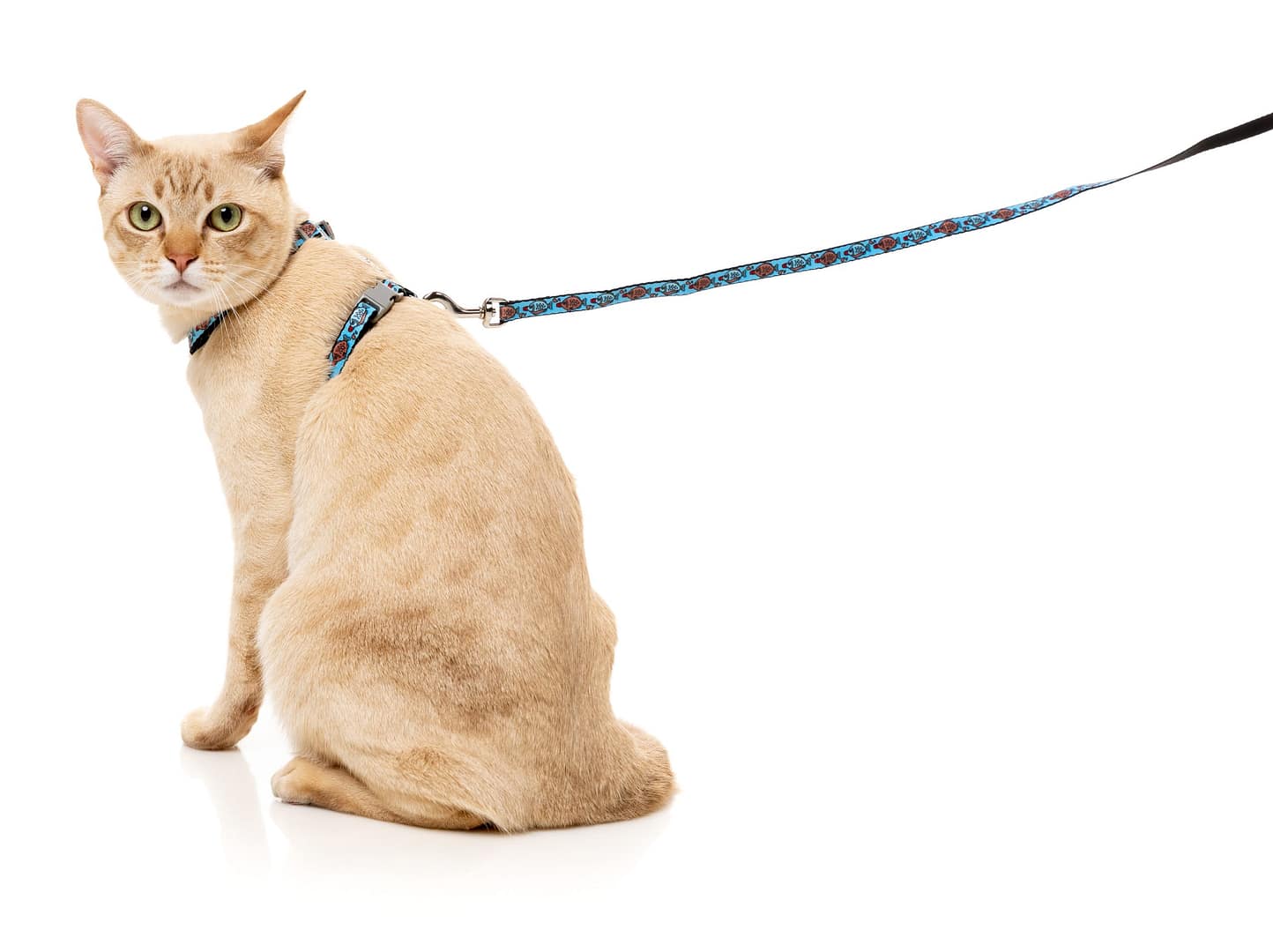 Fuzzyard Cat Walking Set - Soy Sauce Fish - Image 4