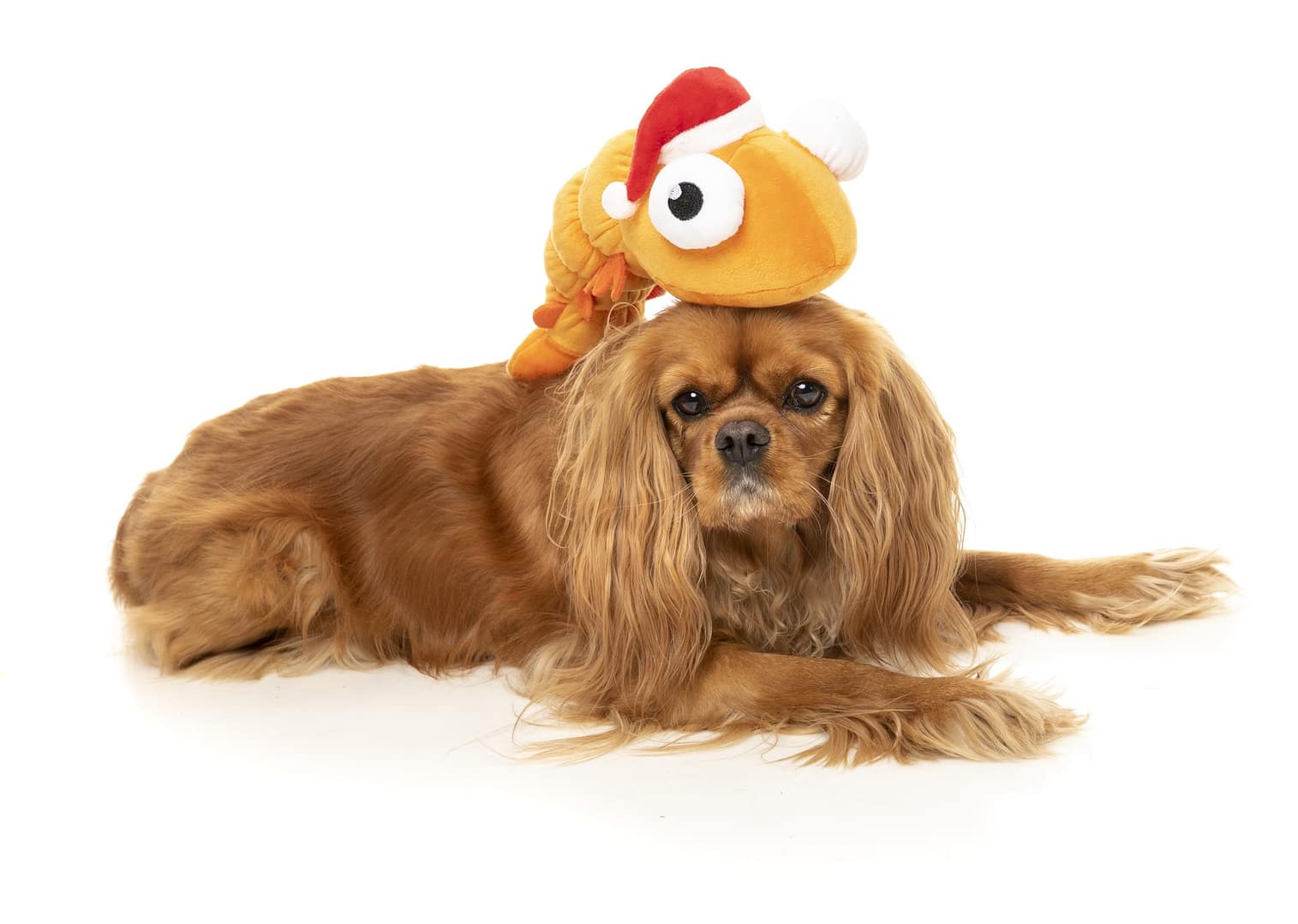 FZT829_Xmas_Toys_PrawnMendes_Dog05