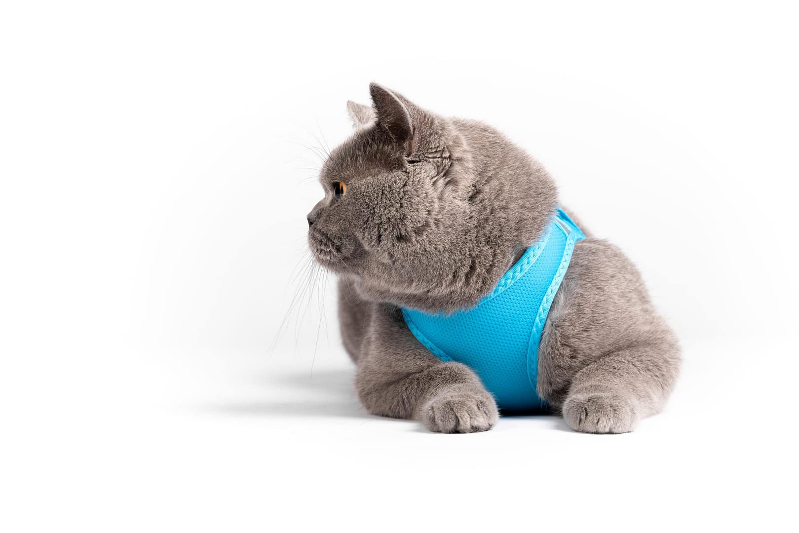 Red Dingo Dog Mesh Harness Cool Grey (7 Sizes) - Image 8