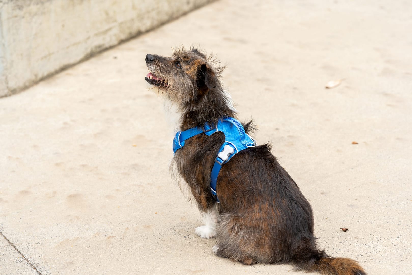 Red Dingo Dog Sport Harness Red (5 Sizes) - Image 3