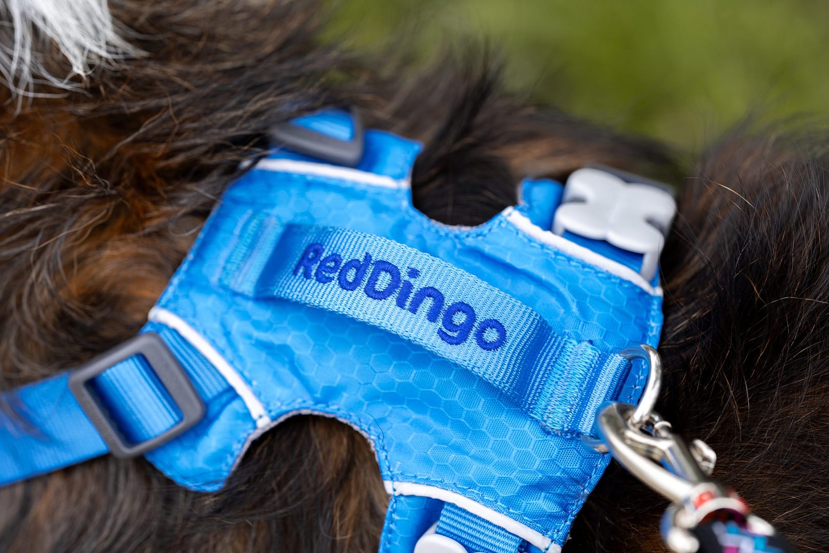 Red Dingo Dog Sport Harness Red (5 Sizes) - Image 4