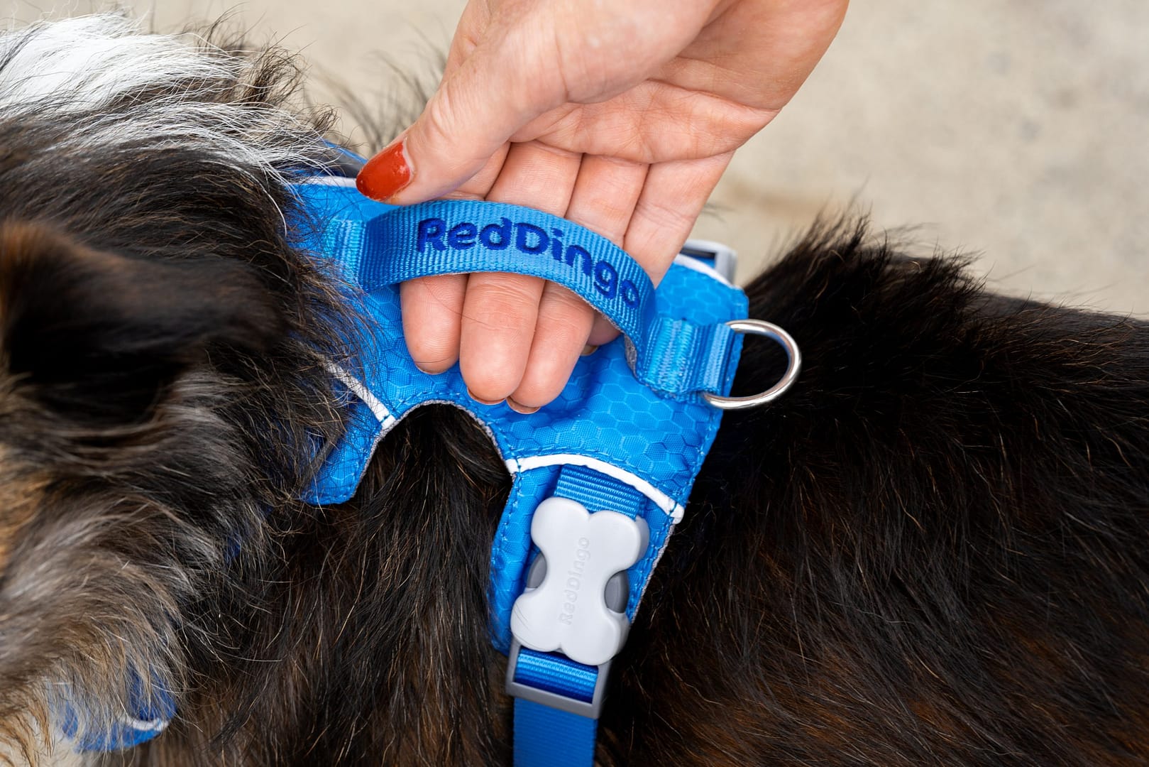 Red Dingo Dog Sport Harness Red (5 Sizes) - Image 5