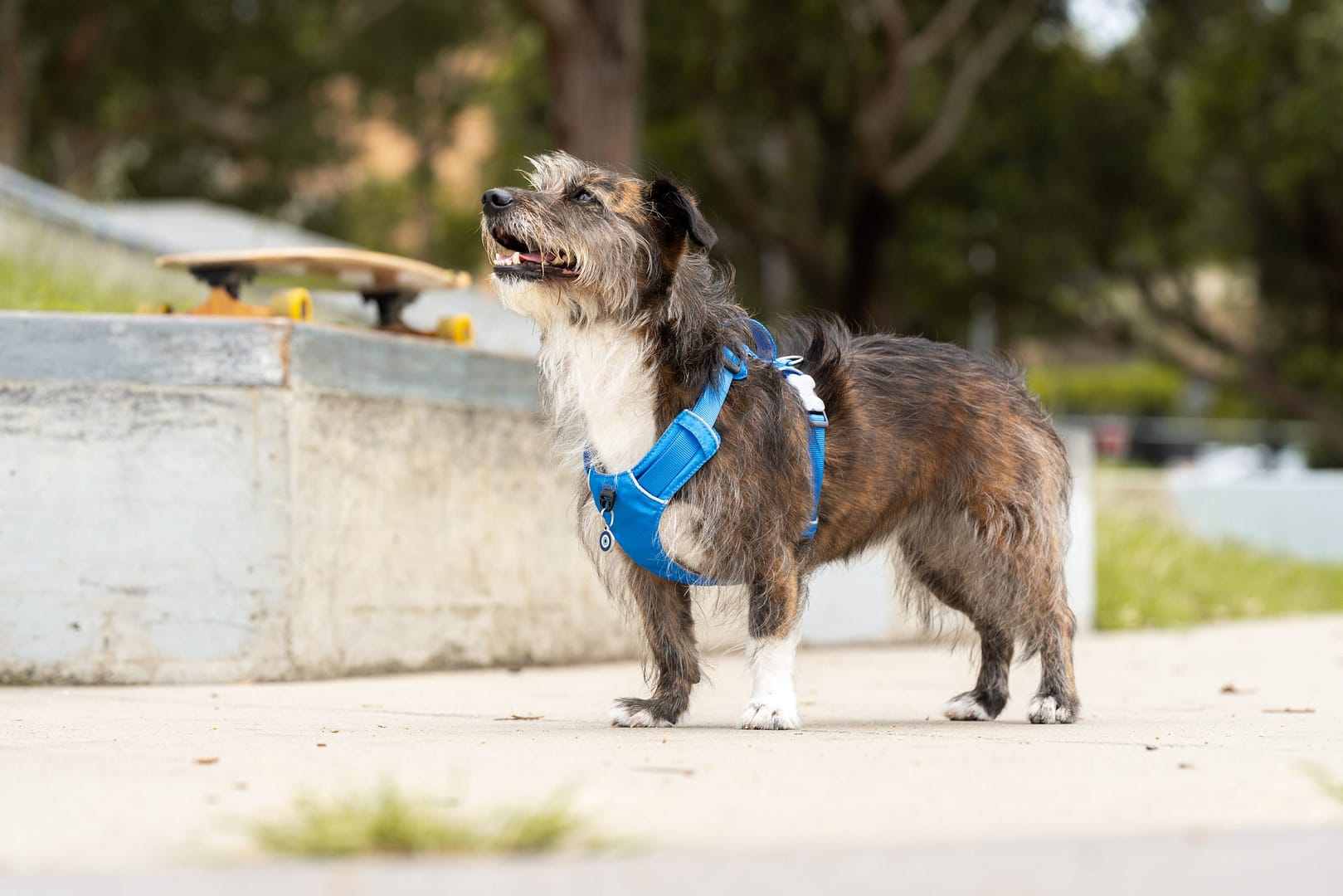 Red Dingo Dog Sport Harness Red (5 Sizes) - Image 6