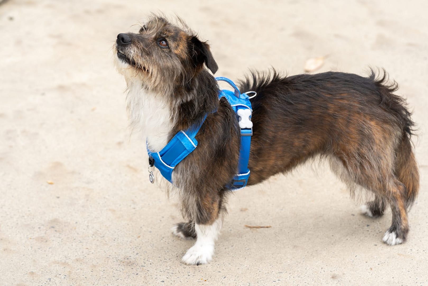 Red Dingo Dog Sport Harness Red (5 Sizes) - Image 7