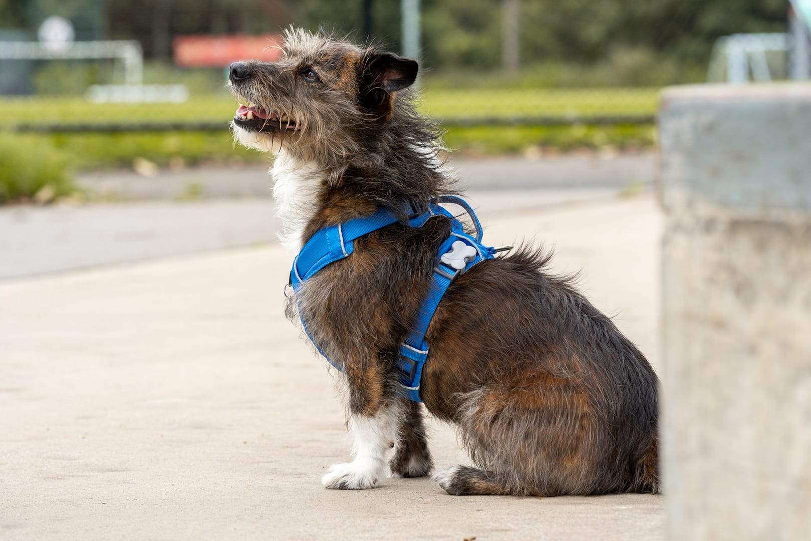 Red Dingo Dog Sport Harness Red (5 Sizes) - Image 8