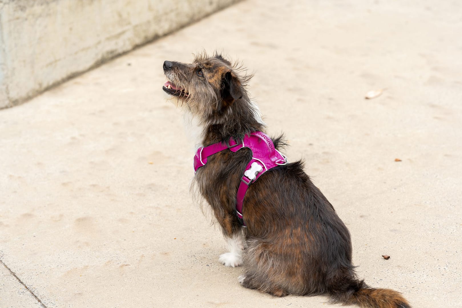 Red Dingo Dog Sport Harness Red (5 Sizes) - Image 10