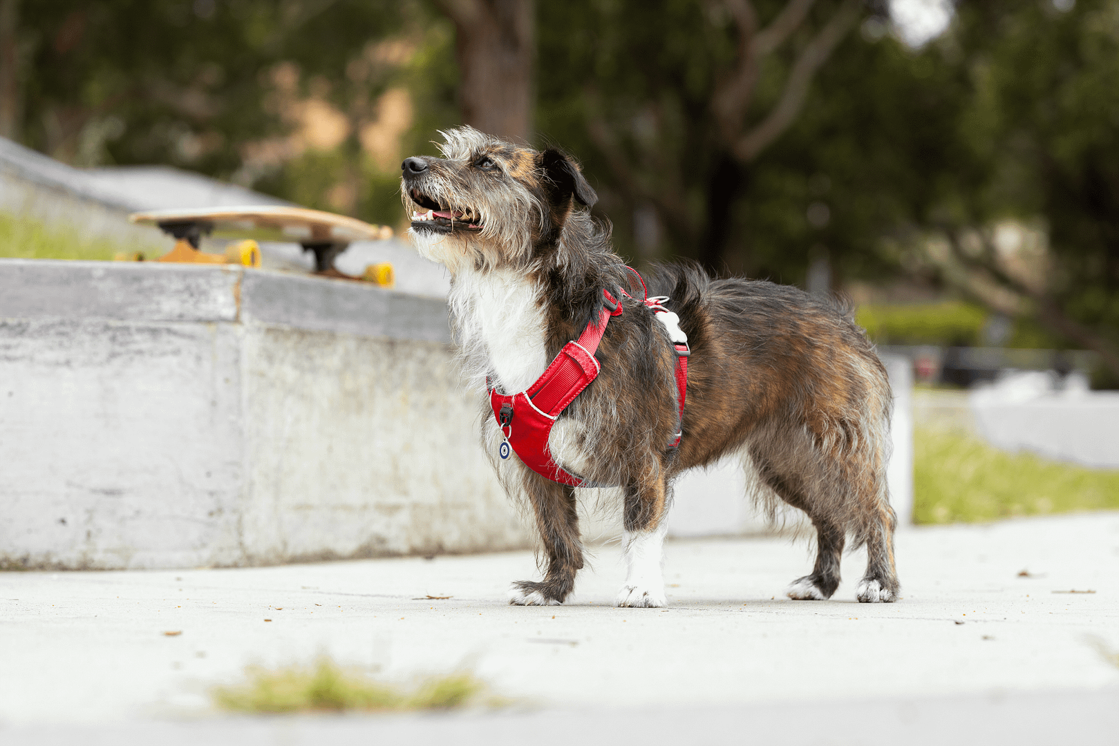 Red Dingo Dog Sport Harness Red (5 Sizes) - Image 11