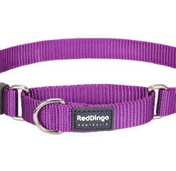 Red Dingo Martingale Half Check Collar - Purple
