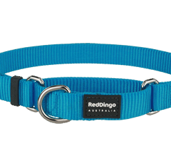 Red Dingo Martingale Half Check Collar - Turquoise