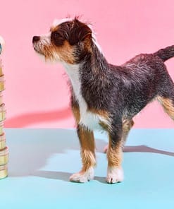 FuzzYard Shea Butter + Avocado Oil, Paw Balm 100G