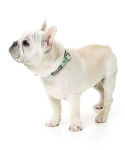 Tucson Dog Collar