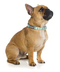Tucson Dog Collar