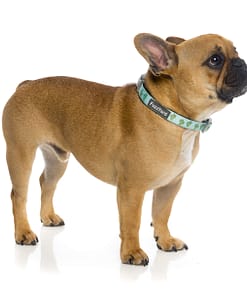 Tucson Dog Collar