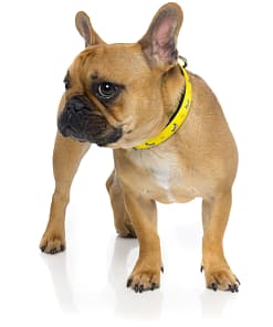 Monkey Mania Dog Collar
