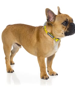 Monkey Mania Dog Collar