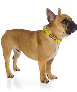 Monkey Mania Dog Collar