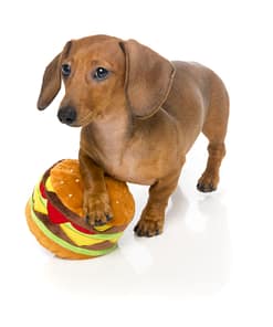 FuzzYard Dog Toy - Hamburger