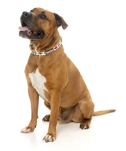 Jenga Collar