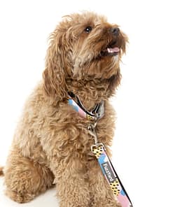 Jiggy Collar