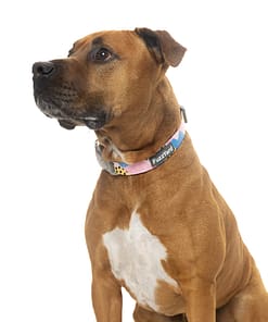 Jiggy Collar