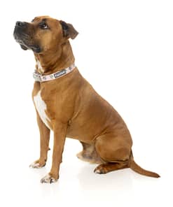 LL Cool Jaw$ Collar