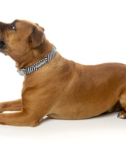 Northcote Collar