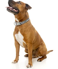 Northcote Collar