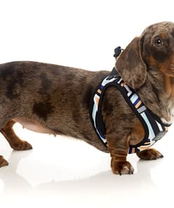 FuzzYard Step In Harness -Sonic