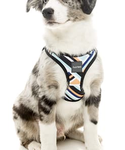 FuzzYard Step In Harness -Sonic
