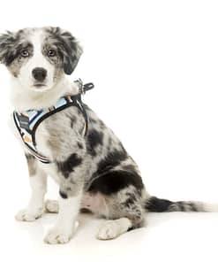 FuzzYard Step In Harness -Sonic
