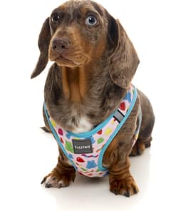 FuzzYard Step In Harness - Jelly Bears