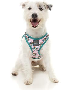 FuzzYard Step In Harness -LL Cool Jaw$