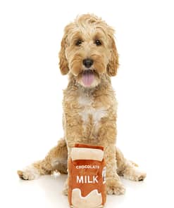 FuzzYard Dog Toy - Chocolate Almond Milk