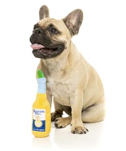 FuzzYard Dog Toy - Pawrona