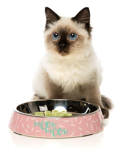 FuzzYard Featherstorm - Melamine Cat Bowl