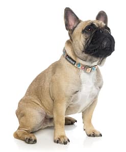 Go Nuts Dog Collar