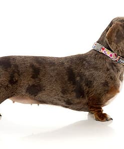 Jelly Bears Collar