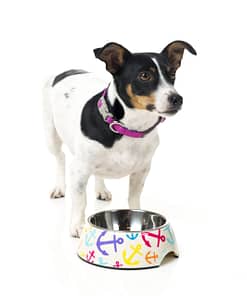 FuzzYard Easy Feeder Pet Bowl - Ahoy