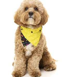FuzzYard Bel Air Pet Bandana