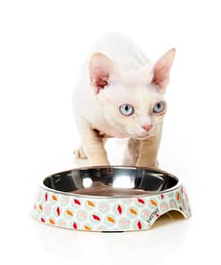 FuzzYard Sushi Delight - Melamine Cat Bowl