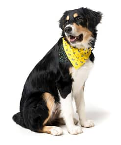 FuzzYard Monkey Mania Pet Bandana