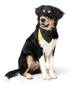 FuzzYard Monkey Mania Pet Bandana