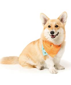 FuzzYard Tucson Pet Bandana