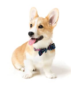 FuzzYard Multi Bowtie