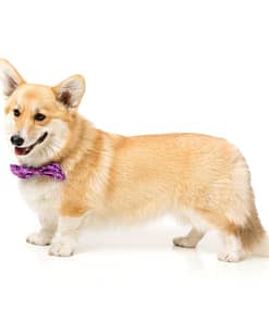 FuzzYard Prince Pet Bow Tie